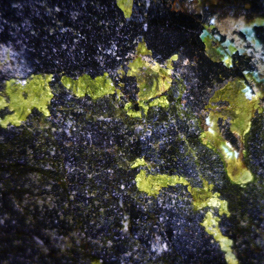 Fossil Wood & Volborthite