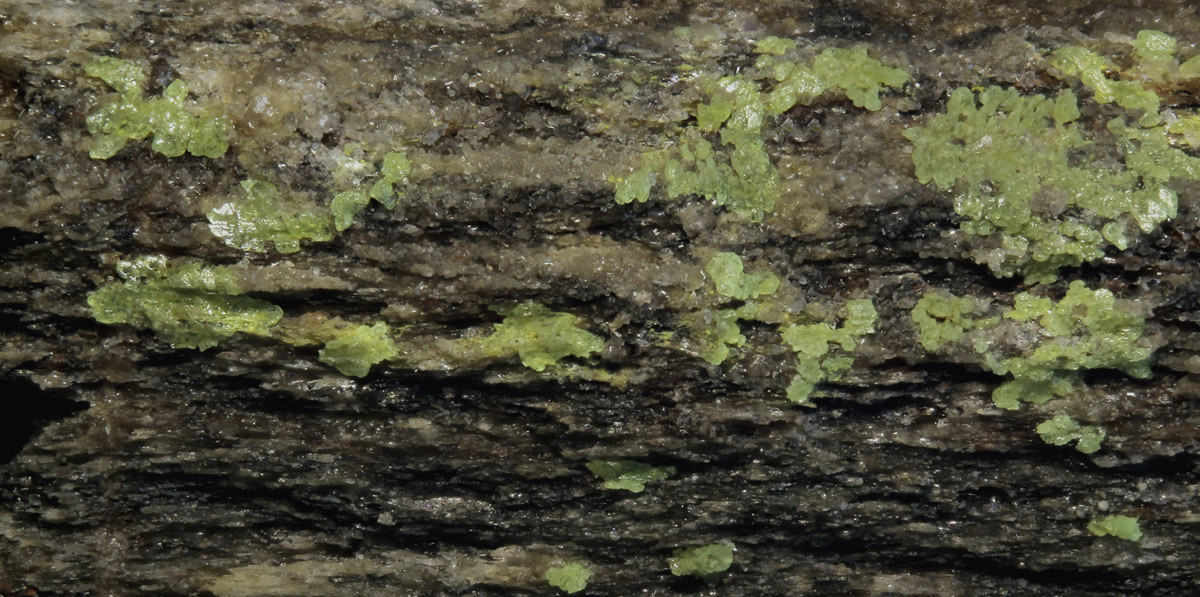 Liebigite