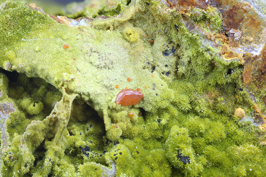Crocoite & Pyromorphite