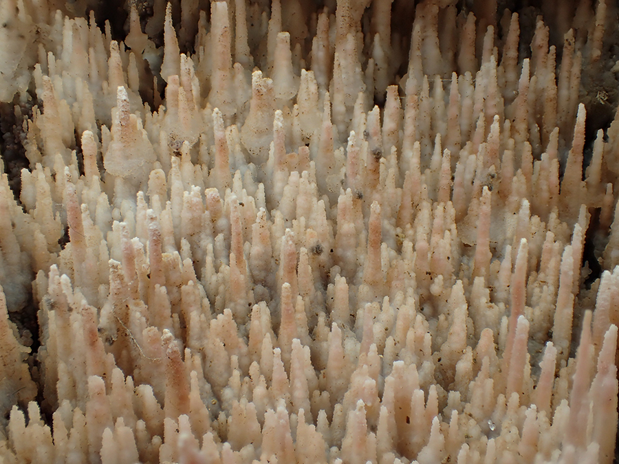 Chalcedony