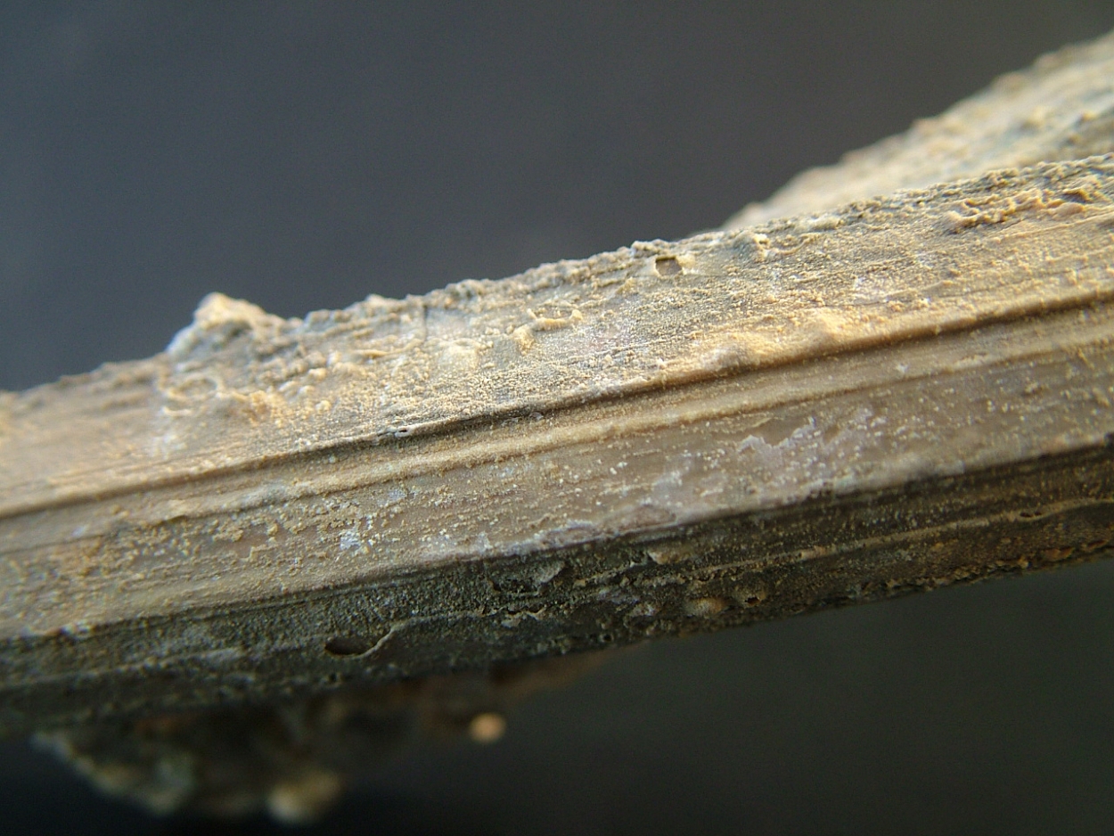 Cervantite
