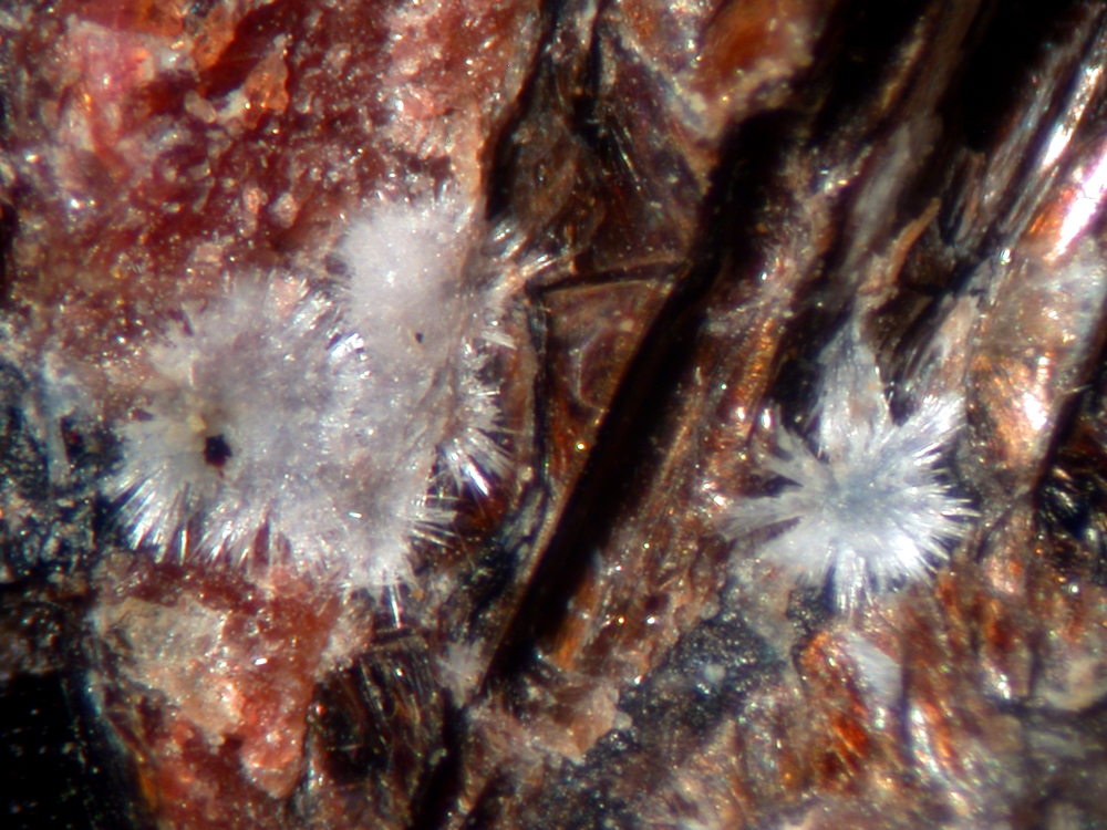 Larsenite