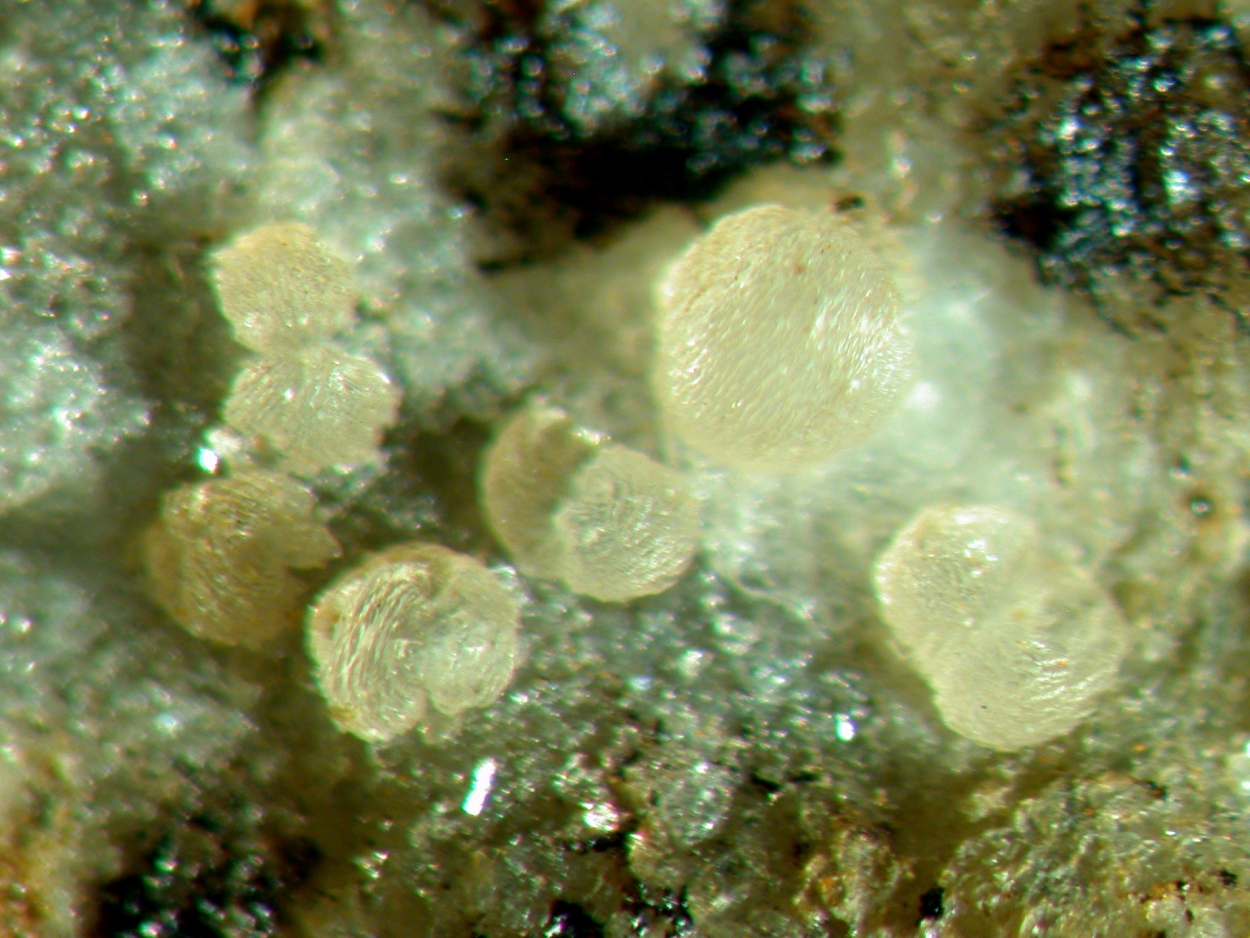 Whiteite-(CaMnMn)