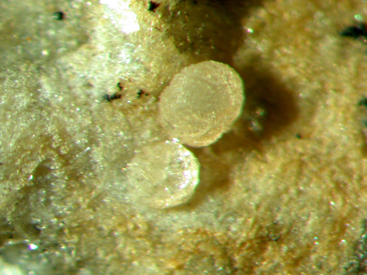 Whiteite-(CaMnMn)