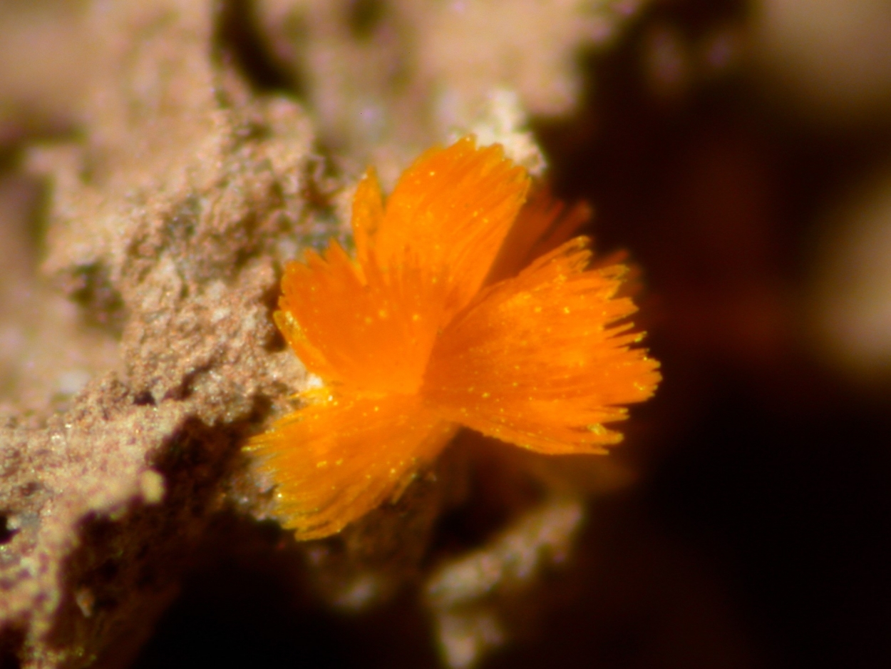 Schoderite