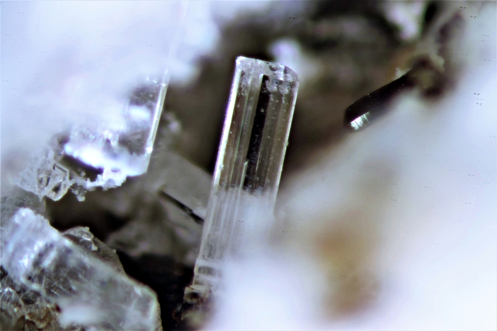 Vishnevite