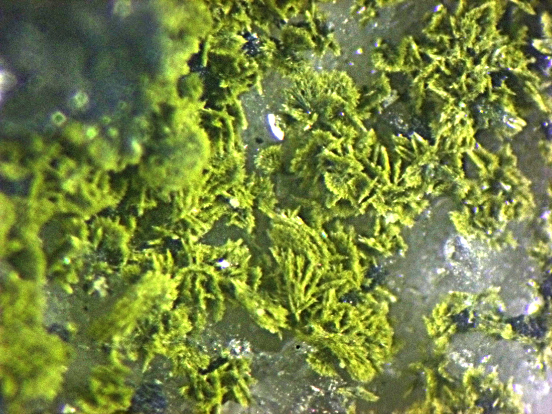 Tungstibite