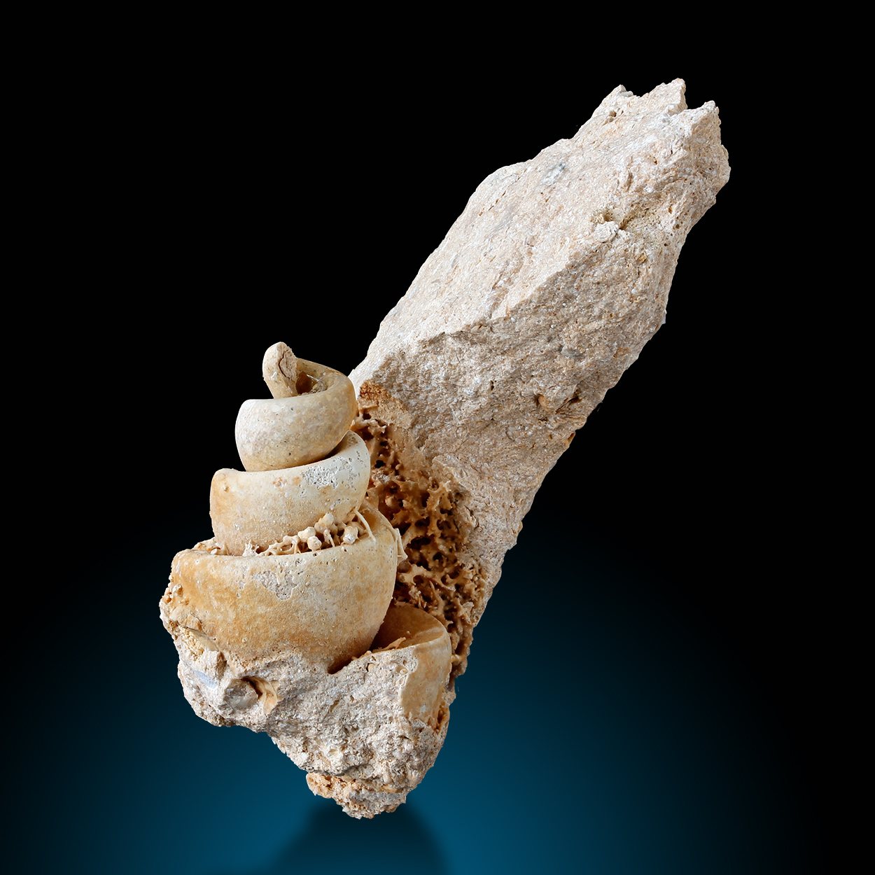 Fossil