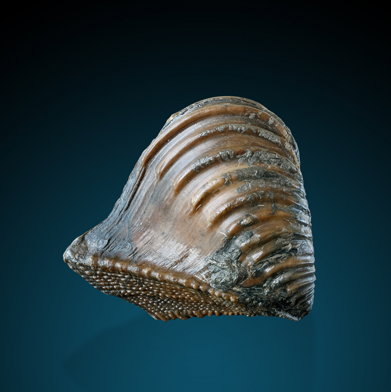 Fossil