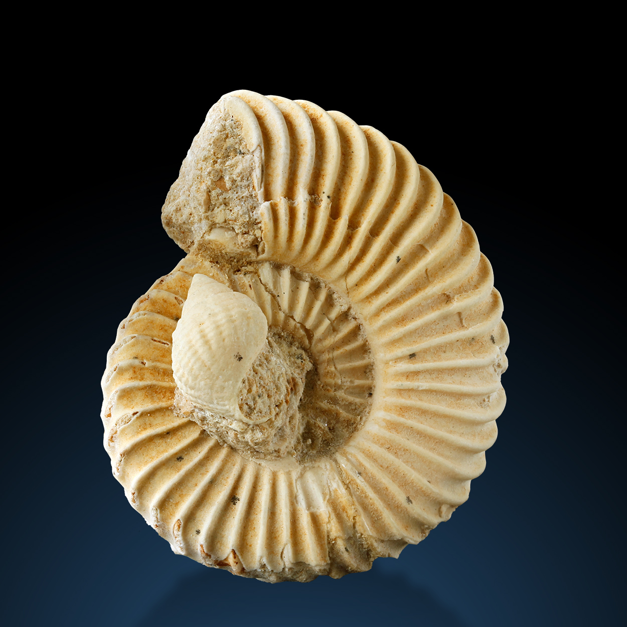 Fossil