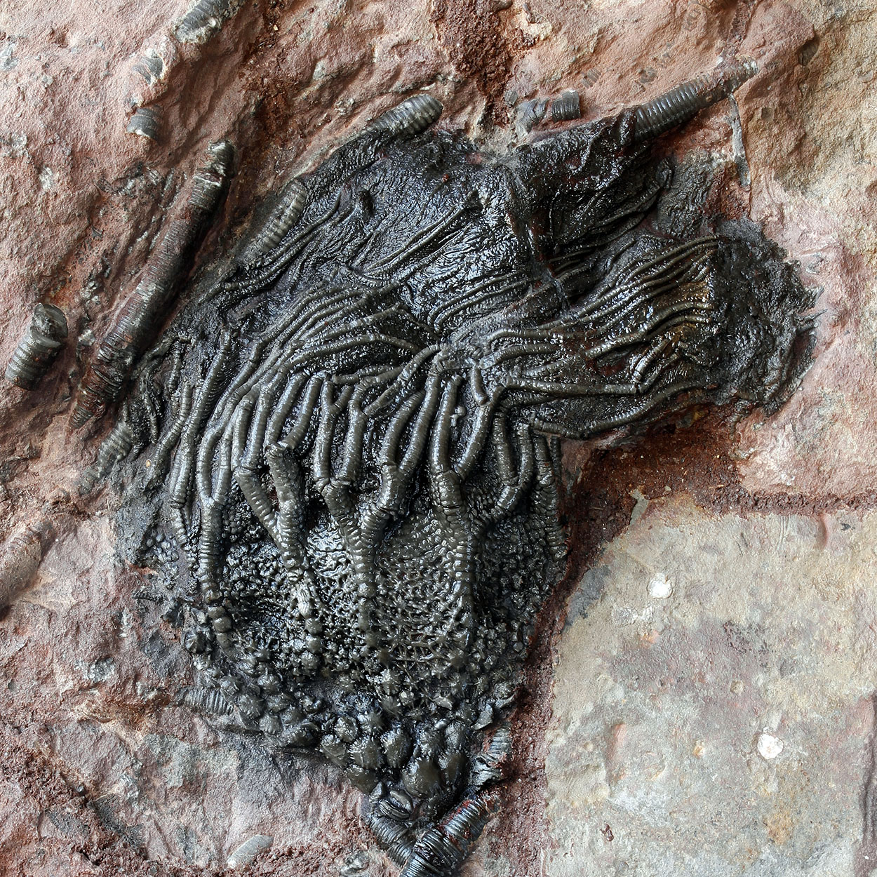 Fossil