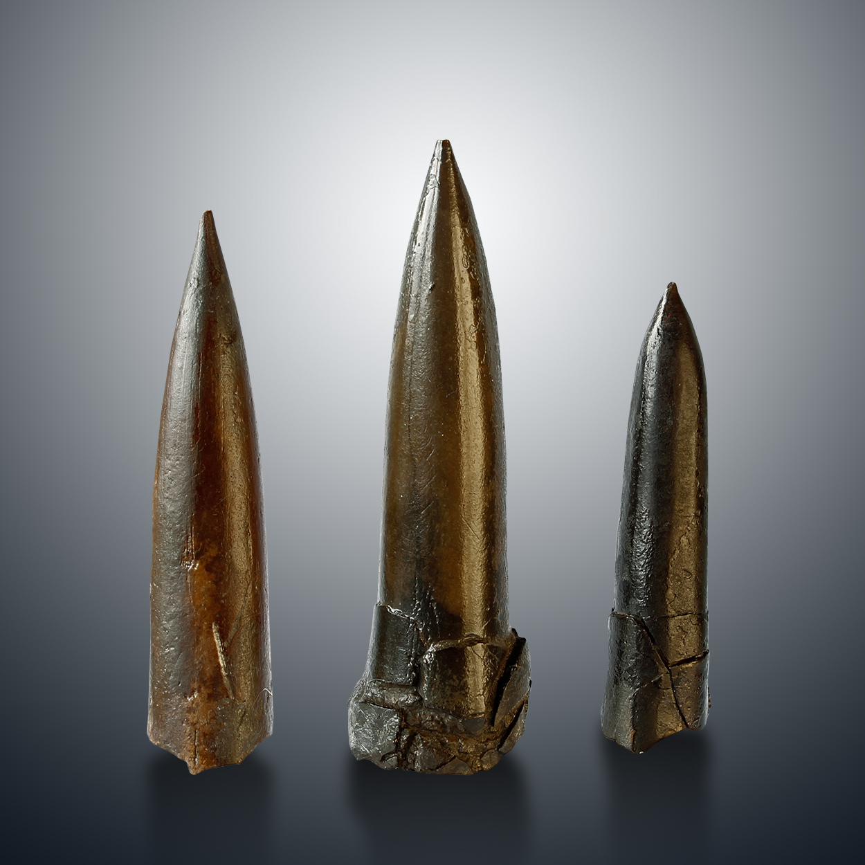 Fossil