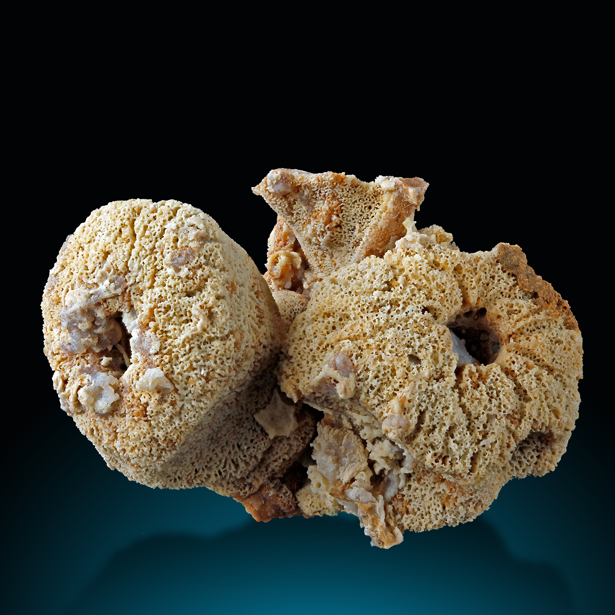 Fossil