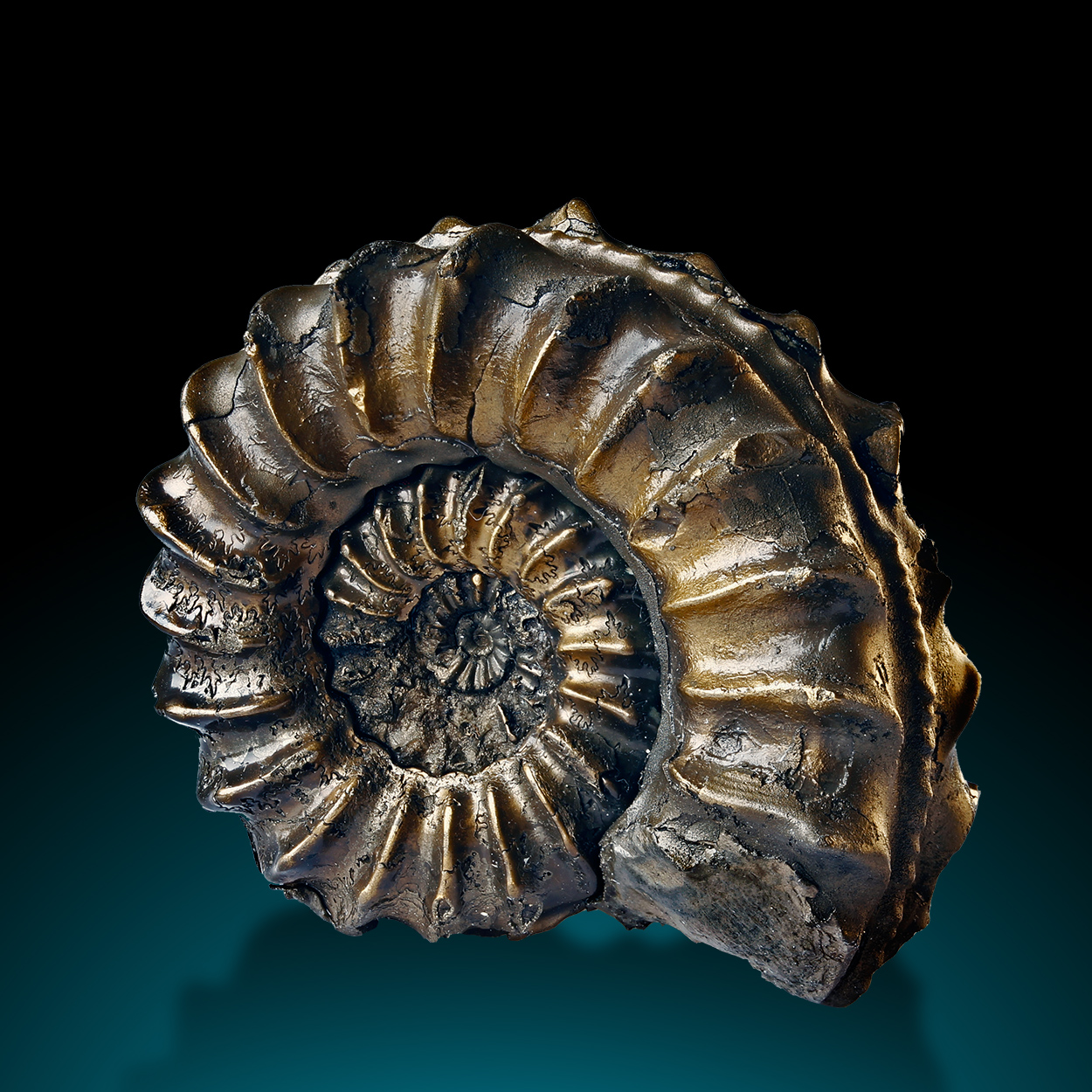 Fossil