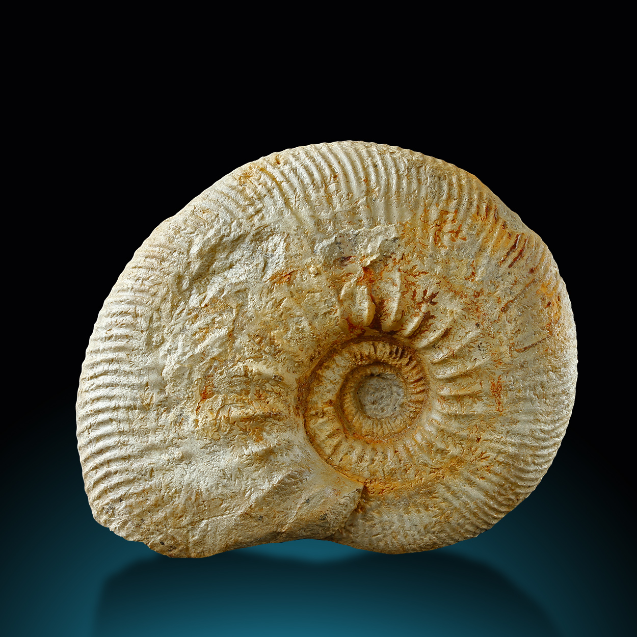 Fossil