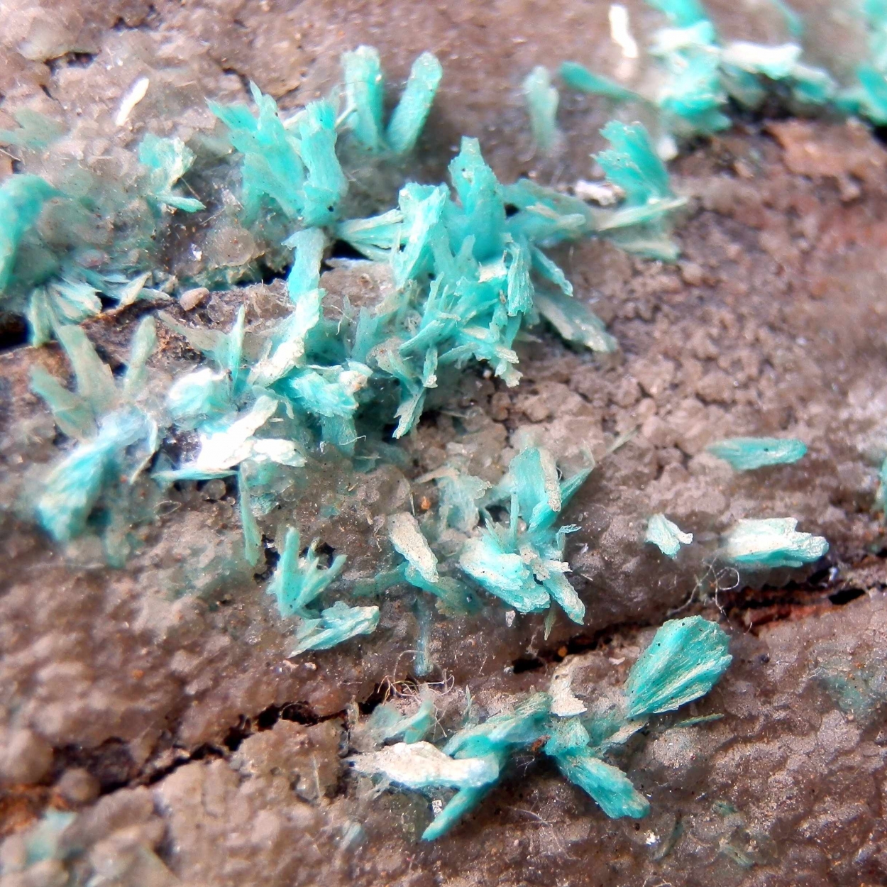 Aurichalcite