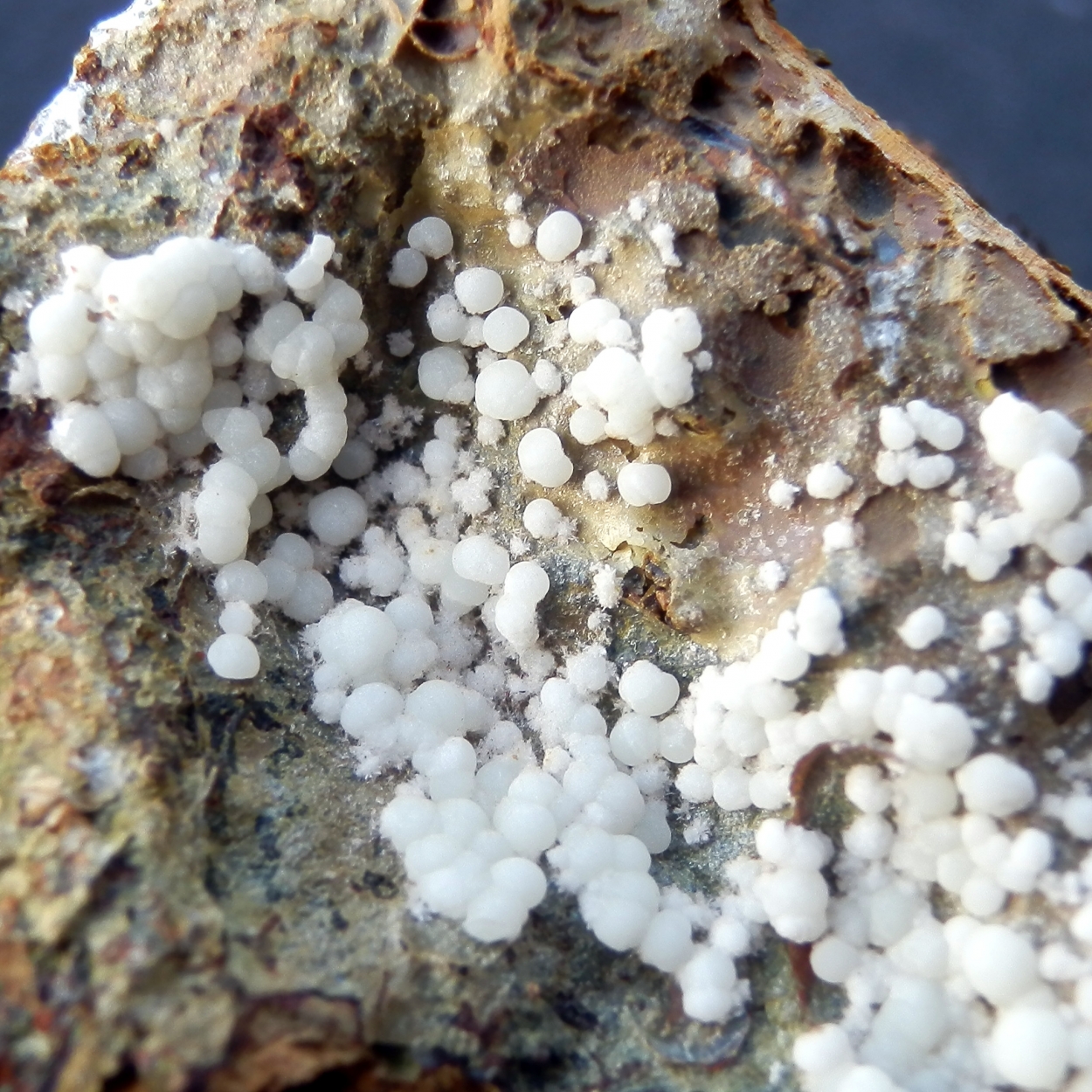 Hydroxylapatite & Fluorapatite