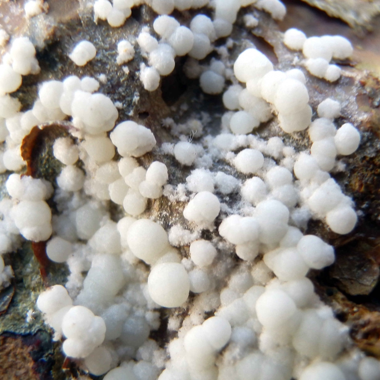 Hydroxylapatite & Fluorapatite