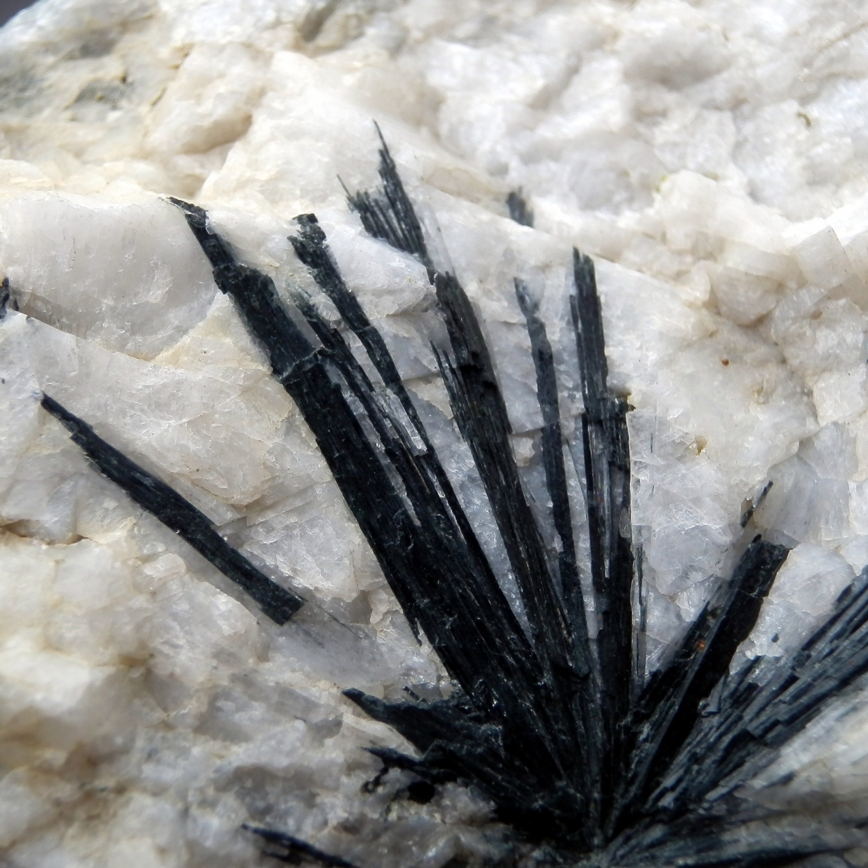 Ferro-glaucophane