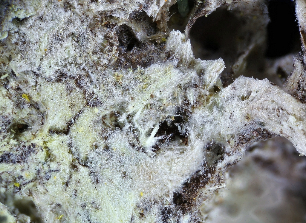 Urancalcarite Sharpite Masuyite & Becquerelite