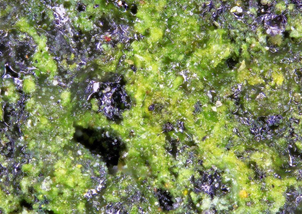 Simplotite & Pascoite