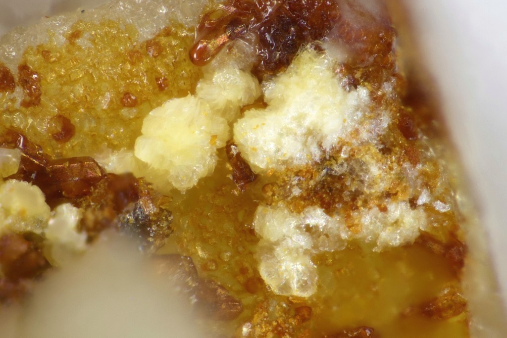 Akopovaite