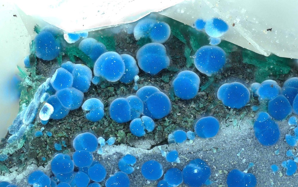 Connellite & Langite