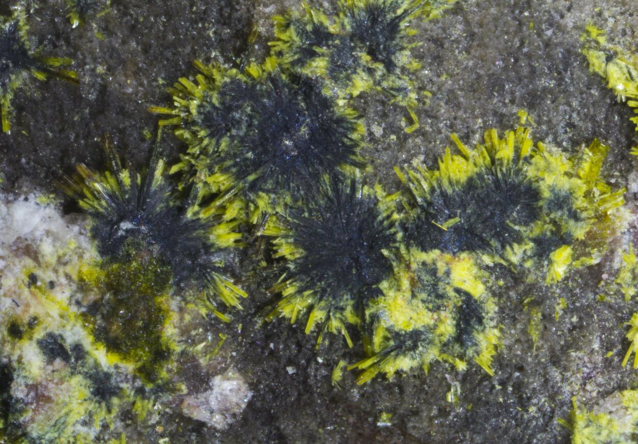 Ianthinite Schoepite Phosphuranylite Fourmarierite & Uraninite
