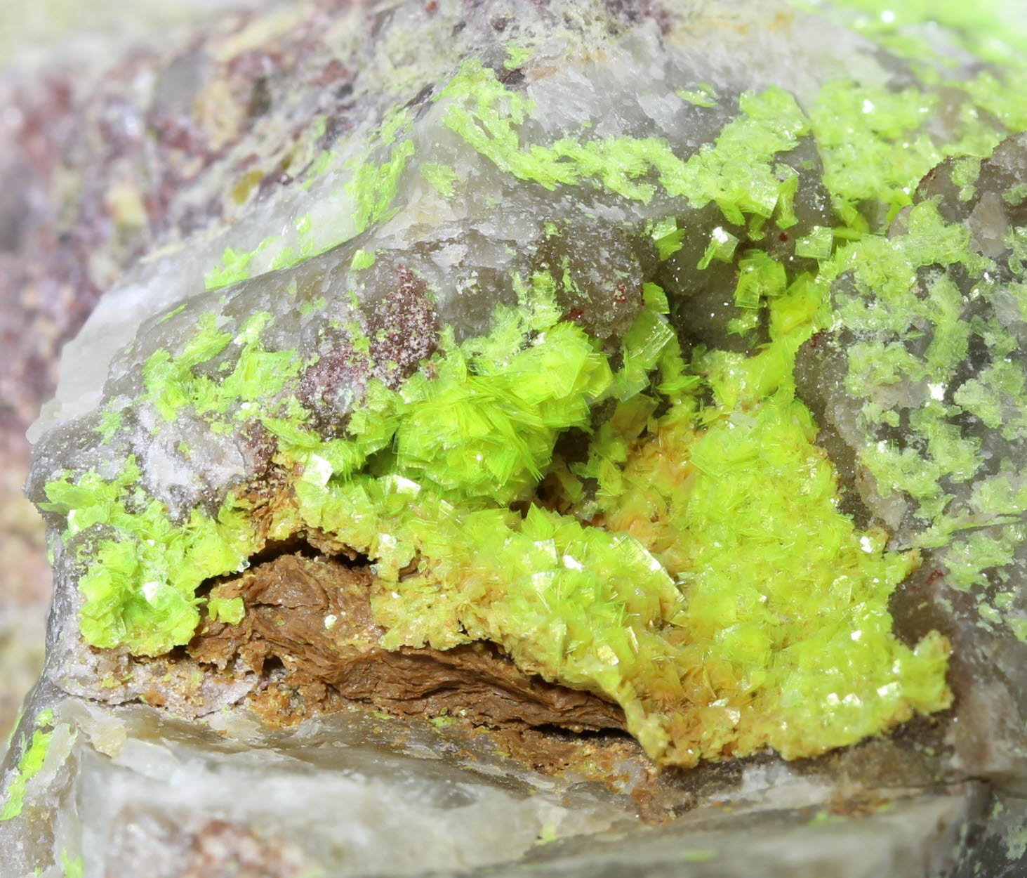 Uranocircite