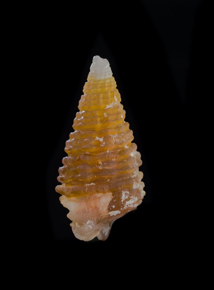 Chalcedony Psm Turritella