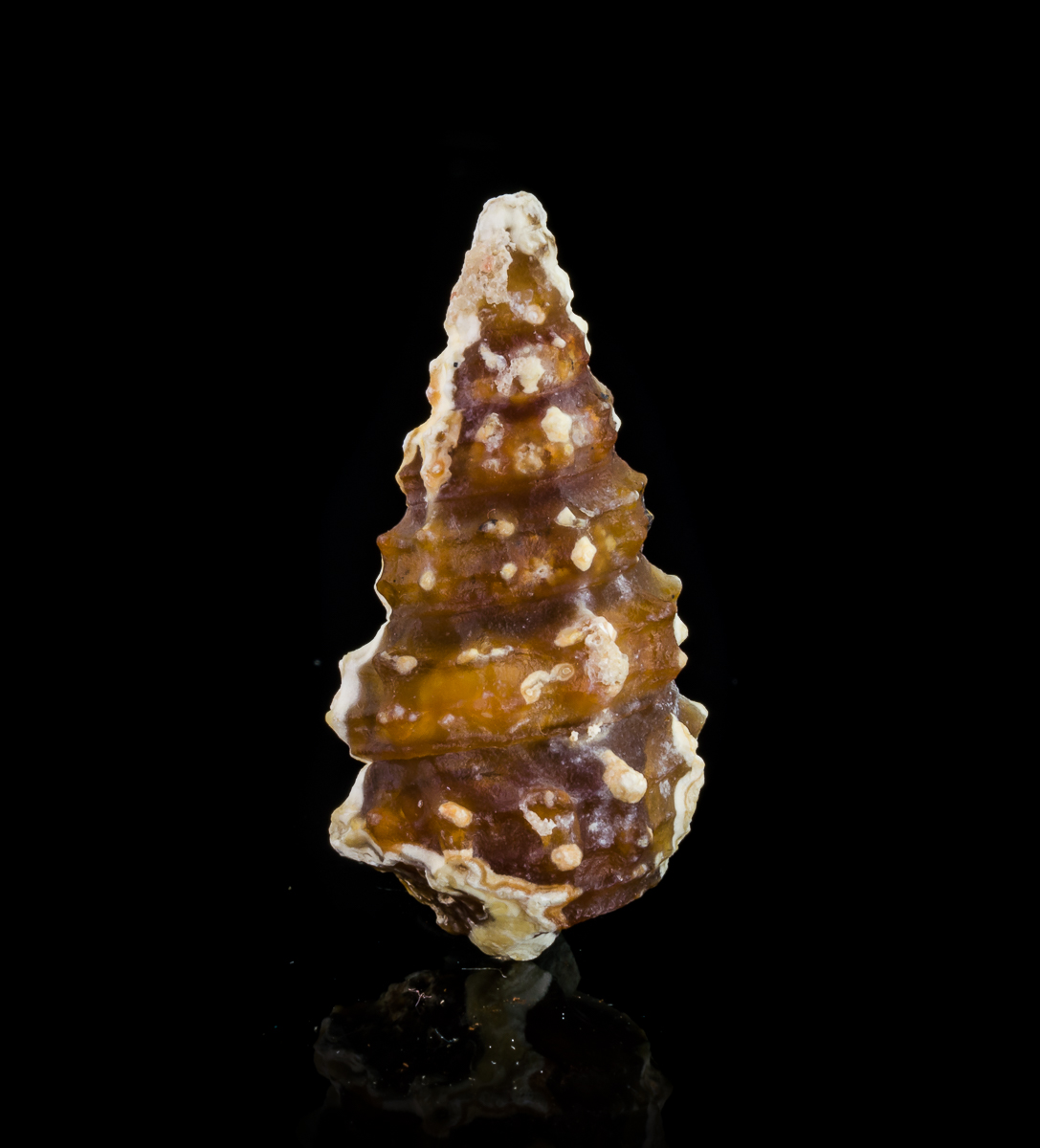 Chalcedony Psm Turritella