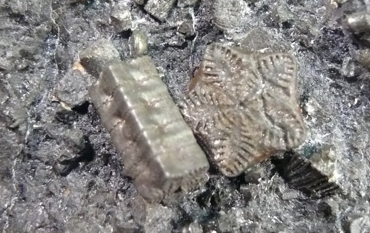 Pyrite Psm Fossil Crinoid Ammonite & Shell