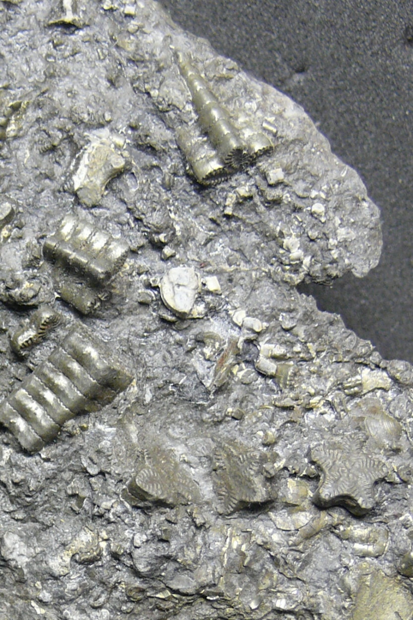 Pyrite Psm Fossil Crinoid Ammonite & Shell