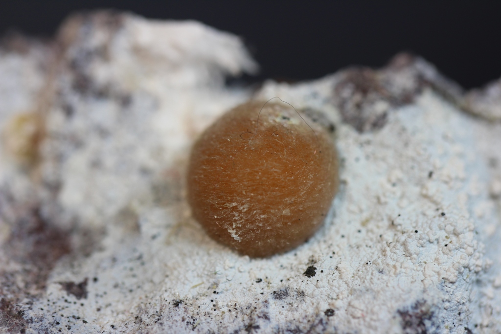 Ferrierite