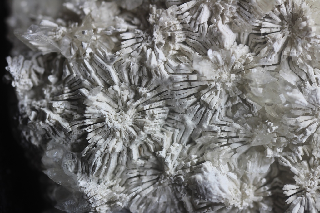 Calcite Psm Fossil & Calcite