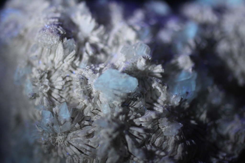 Calcite Psm Fossil & Calcite