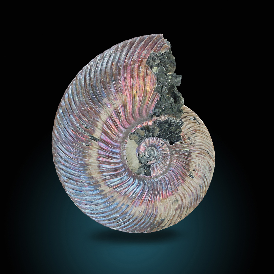 Pyritised Ammonite