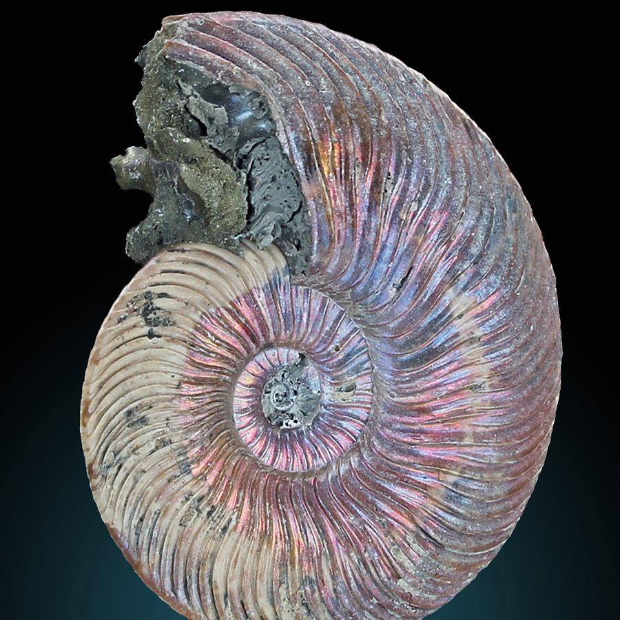 Pyritised Ammonite
