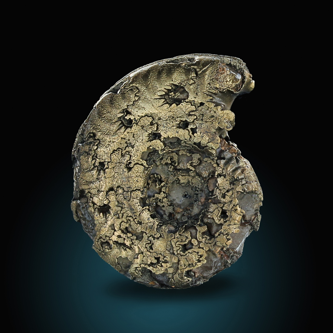 Pyritised Ammonite