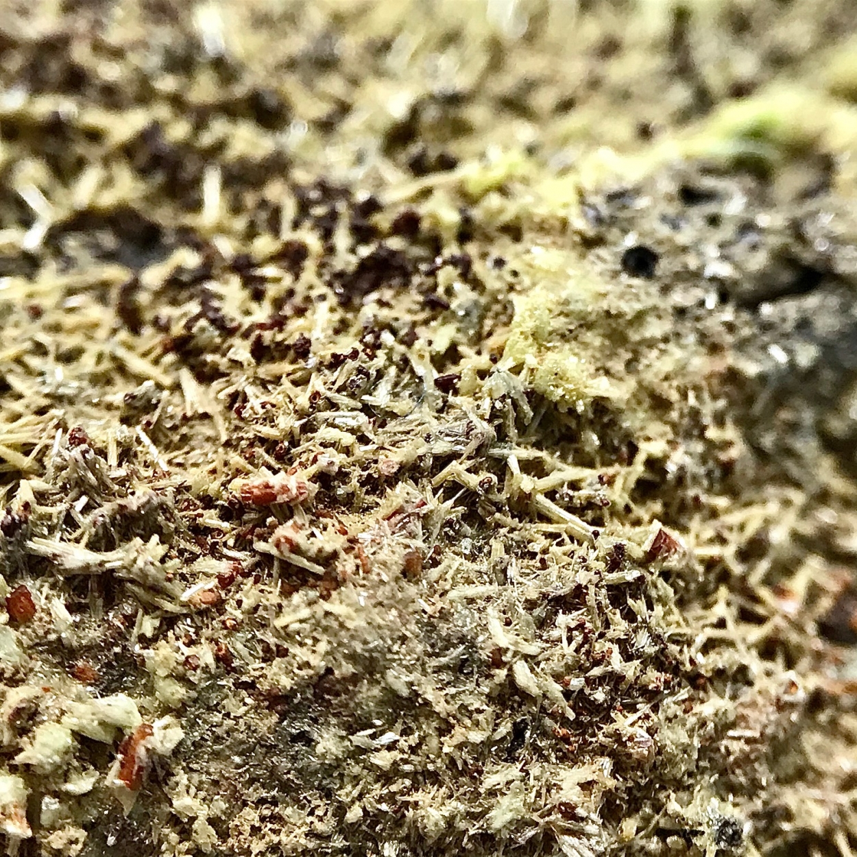 Pyromorphite