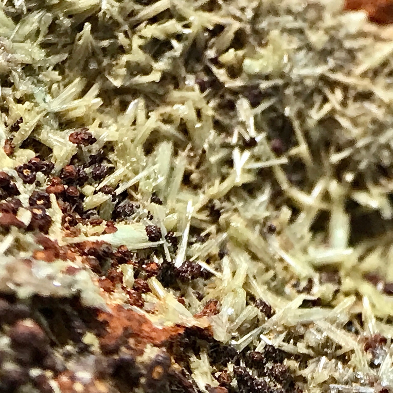 Pyromorphite