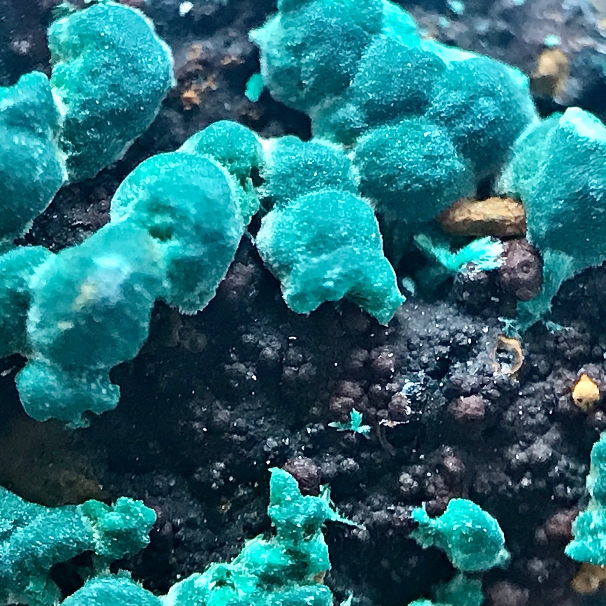 Aurichalcite
