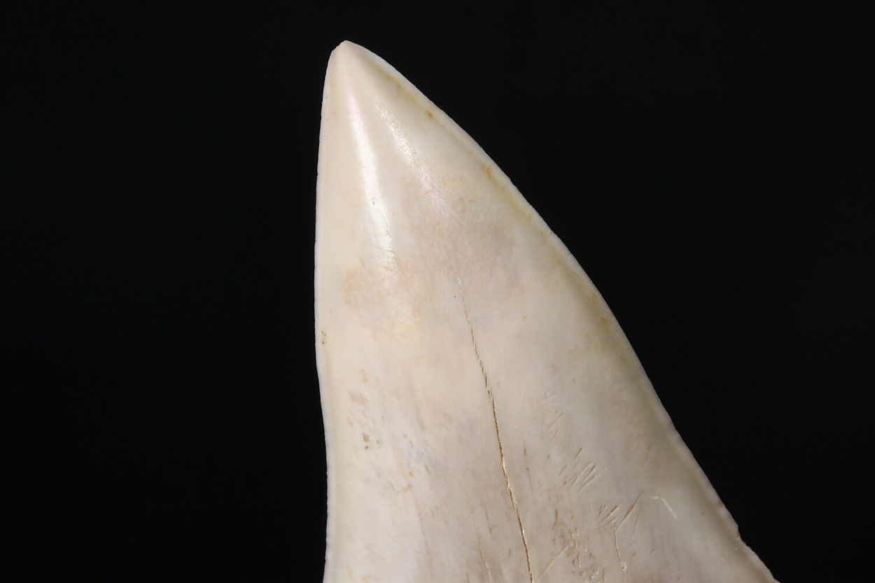 Fossil Tooth