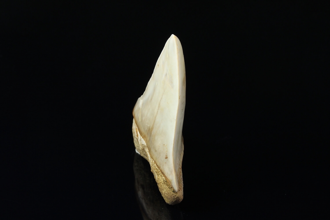 Fossil Tooth