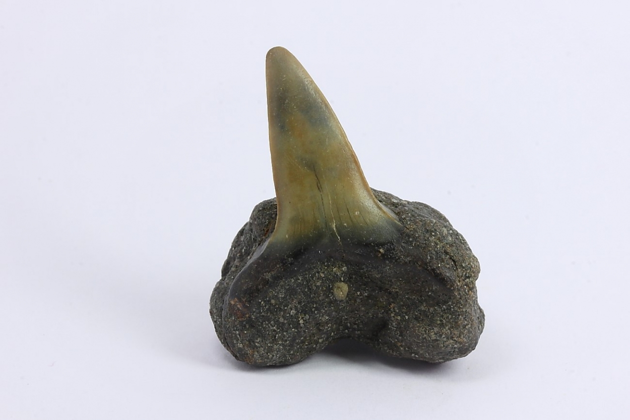 Fossil Tooth