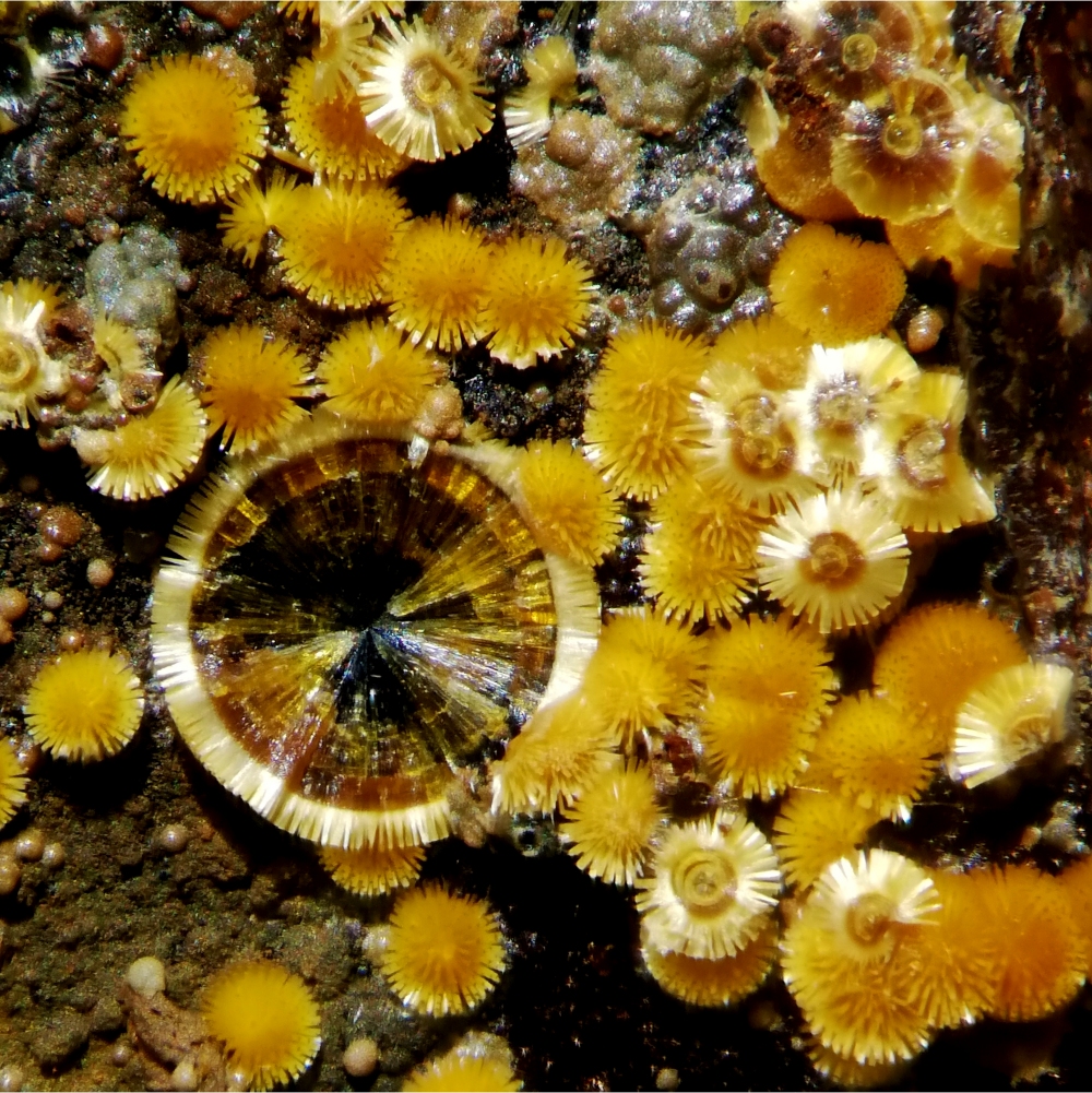 Cacoxenite
