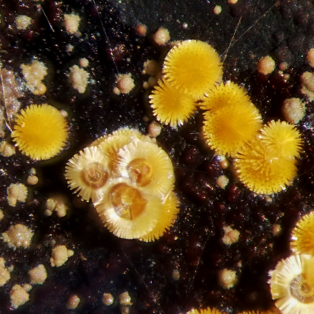 Cacoxenite