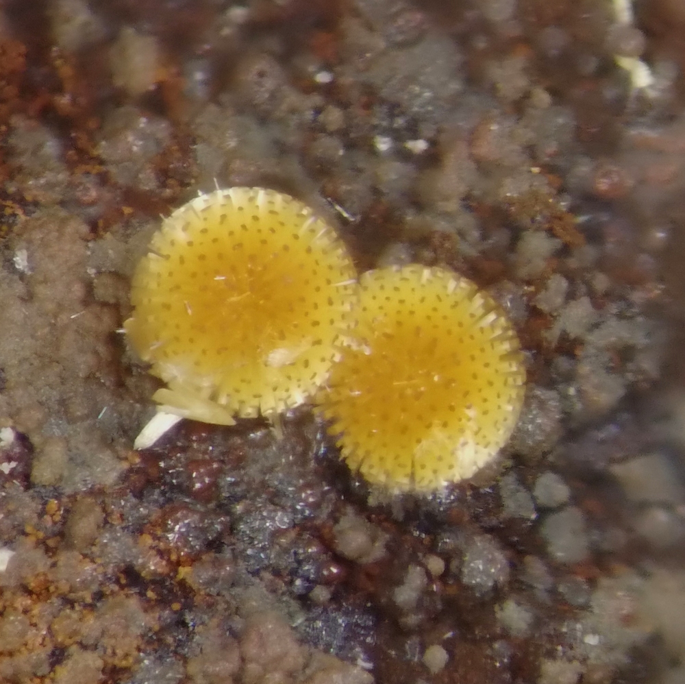 Cacoxenite