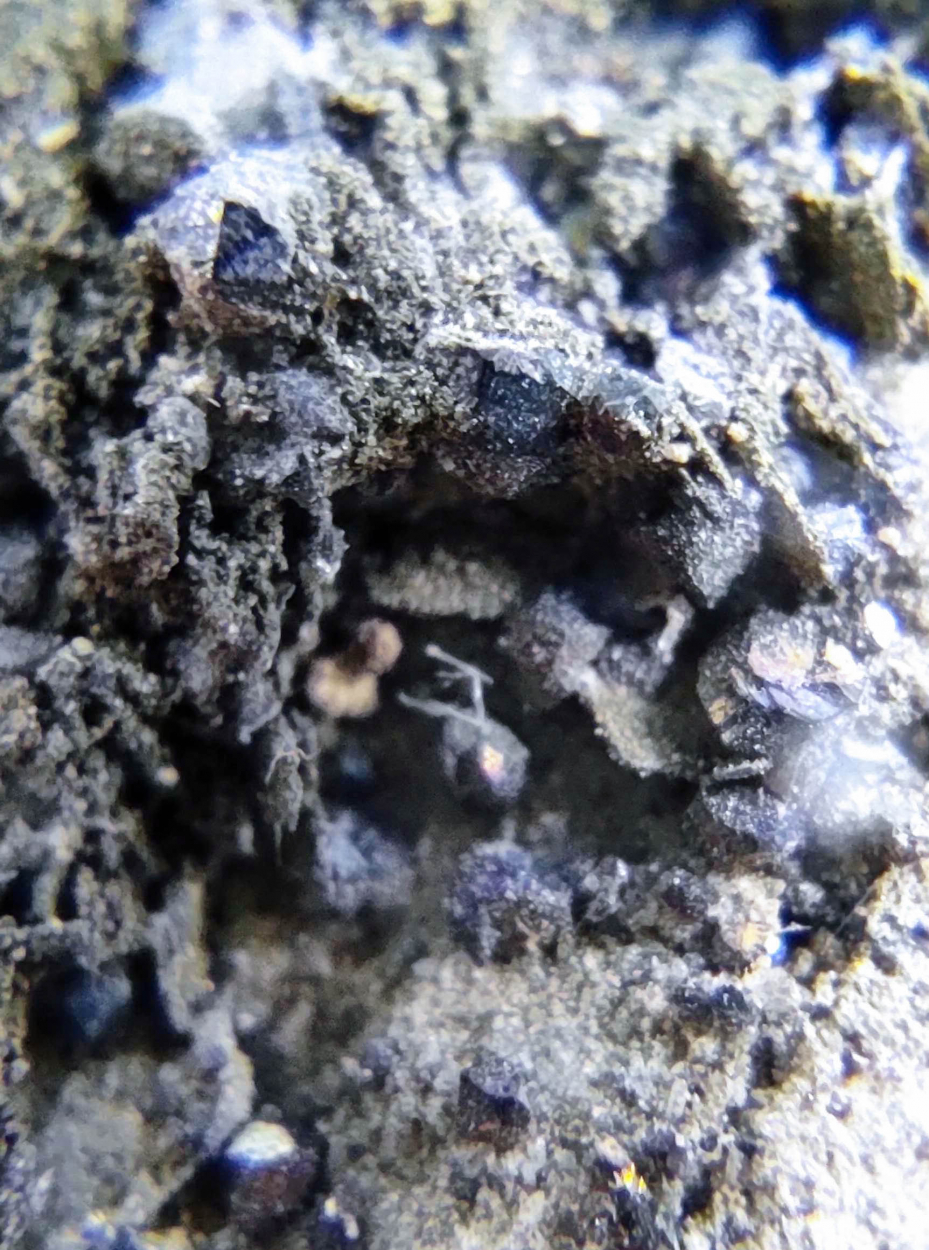 Pyrite & Galena