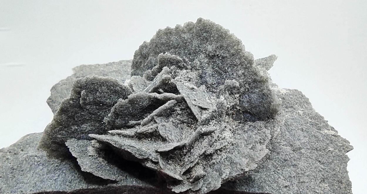 Desert Rose
